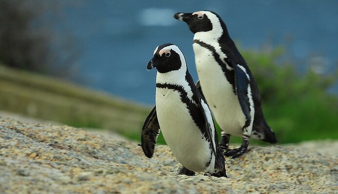 В зоопарке Нью-Йорка у однополой пары пингвинов вылупился птенец
