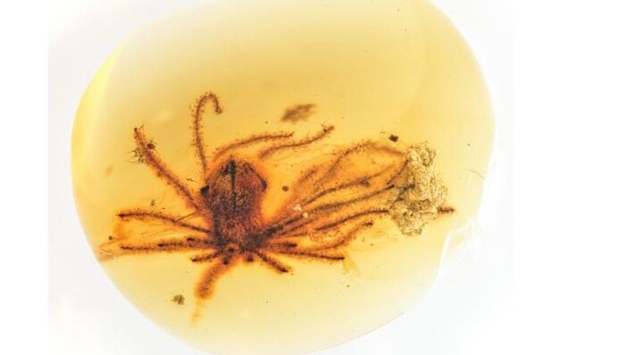 Древние цветы, сохранившиеся в янтаре, помогут разгадать 