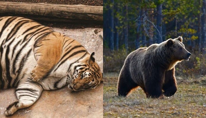 Зоолог розкрила сумну правду про 