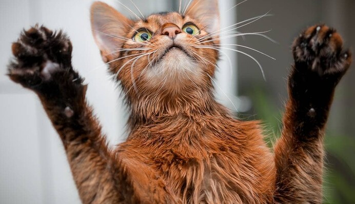 Котенок впервые увидел себя в тройном зеркале и поссорился с отражением: смешное видео