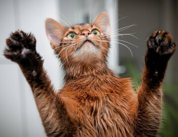 Кошеня вперше побачило себе у потрійному дзеркалі й посварилося з відображенням: кумедне відео