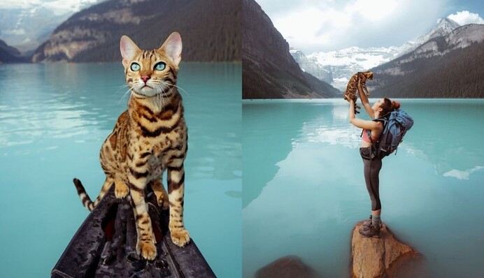 Засиділися вдома? Подивіться на Сьюкі - кішку, яка веде життя справжнього тревел-блогера