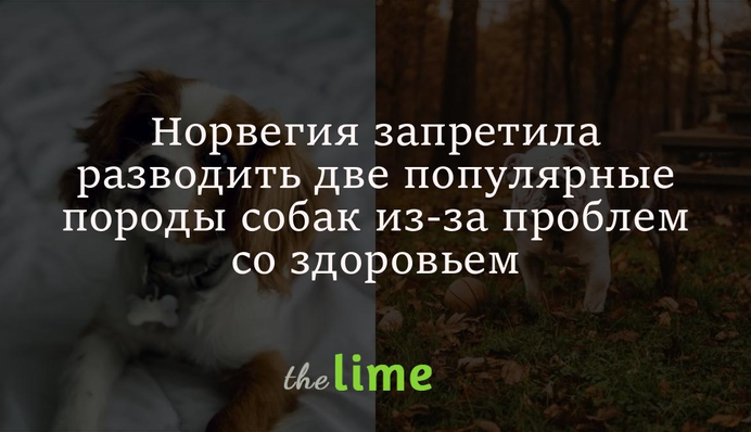 Норвегія заборонила розводити дві популярні породи собак через проблеми зі здоров'ям