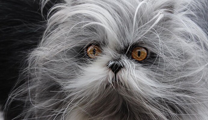 Персидский кот с редкой мутацией стал звездой сети - он похож на лохматую мягкую игрушку