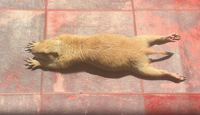 Луговая собачка Поппи устроила мастер-класс по утренней йоге: смешное видео