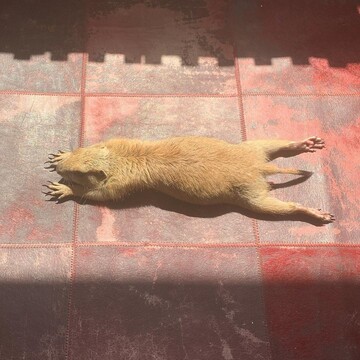 Луговий собачка Поппі влаштував майстер-клас з ранкової йоги: кумедне відео