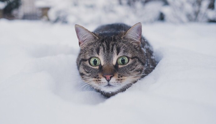 Домашнім котам вперше показали сніг – такого холодного 