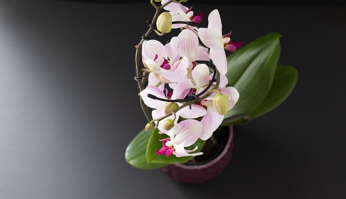 Чому гине орхідея: популярні помилки у догляді та як врятувати рослину