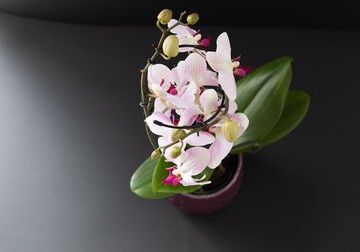 Чому гине орхідея: популярні помилки у догляді та як врятувати рослину