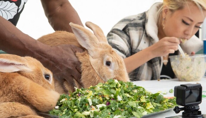 Гигантский кролик с треском проиграл человеку в соревновании по поеданию салата