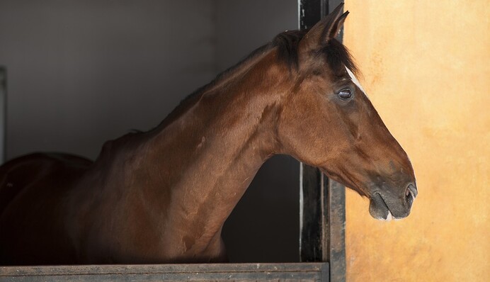 Лошадь заскучала в стойле и решила поболтать языком - каждый развлекается, как может