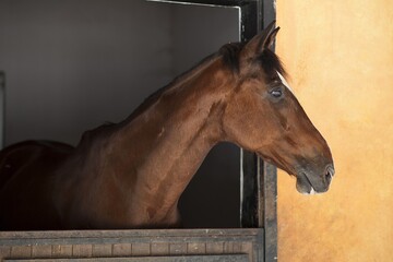 Кінь занудьгував у стійлі й вирішив побовтати язиком - кожен розважається, як може