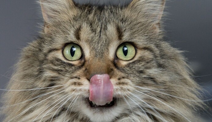 Кіт зайшов у м'ясну лавку і зробив замовлення – пухнастого клієнта обслужили за всіма правилами