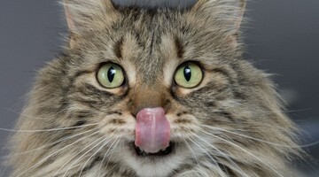 Кіт зайшов у м'ясну лавку і зробив замовлення – пухнастого клієнта обслужили за всіма правилами