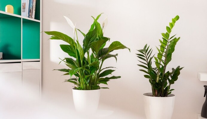 Чому пропадає спатифілум: популярні помилки та як врятувати рослину