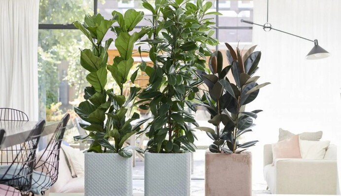 Чому пропадає фікус: часті помилки у догляді та як допомогти пальмі