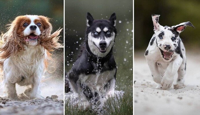 Фотограф знімає собак у русі, і ці кадри - заряд позитиву