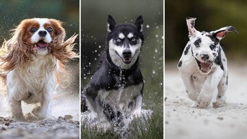 Фотограф знімає собак у русі, і ці кадри - заряд позитиву