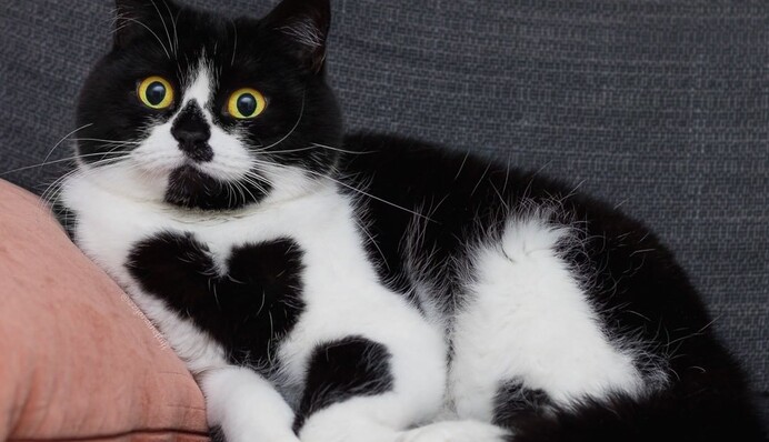 Кот необычного окраса выглядит как живая валентинка - у него на груди есть милое сердечко