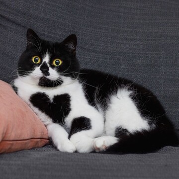 Кіт незвичайного забарвлення виглядає як жива валентинка - у нього на грудях є миле серце