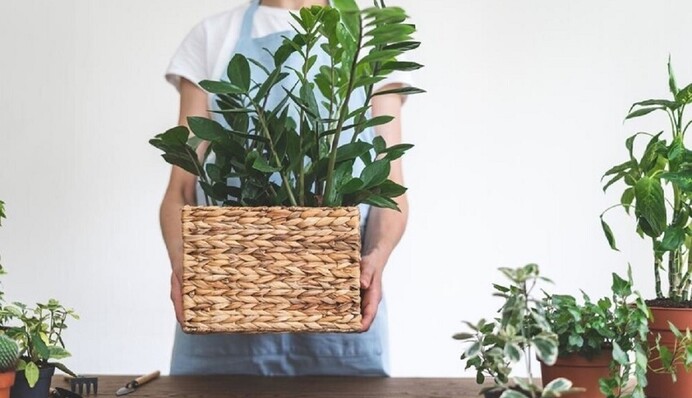 Як удобрювати та розмножувати заміокулькас без шкоди для рослини