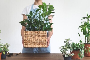 Як удобрювати та розмножувати заміокулькас без шкоди для рослини