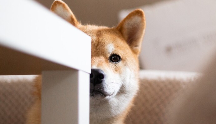 Собака хотів залізти на підвіконня, але застряг на півдорозі: кумедне відео