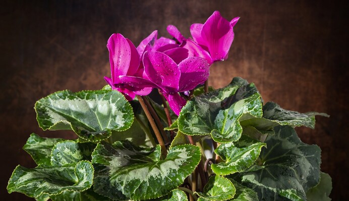 Почему пропадает цикламен: частые ошибки в уходе за растением