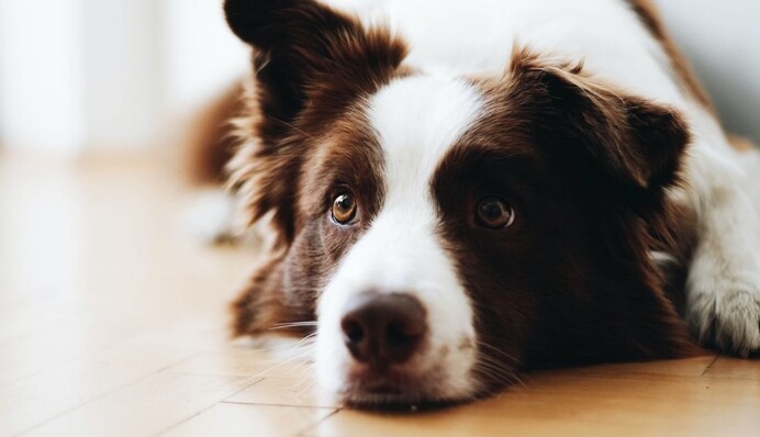 Цуценя від сильного переляку навчилося ходити на задніх лапках: смішне відео