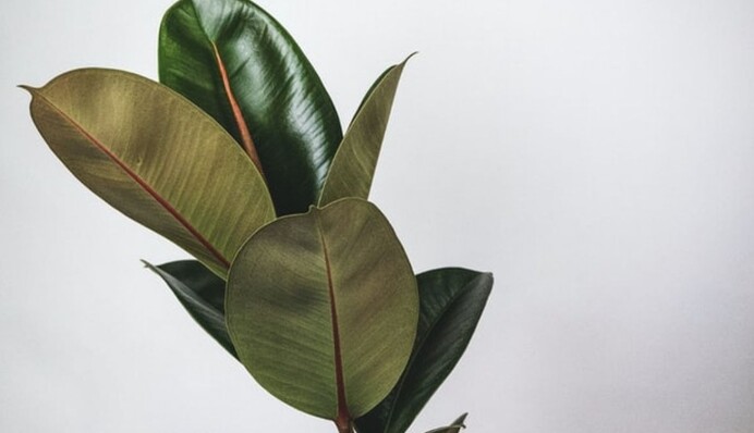 Почему фикус темнеет и теряет листья: частые ошибки в уходе за растением