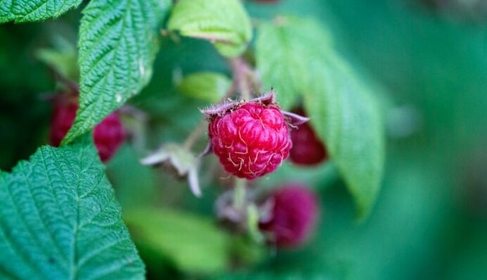 Как обрезать кусты малины на весну: уход и удобрение домашних ягод