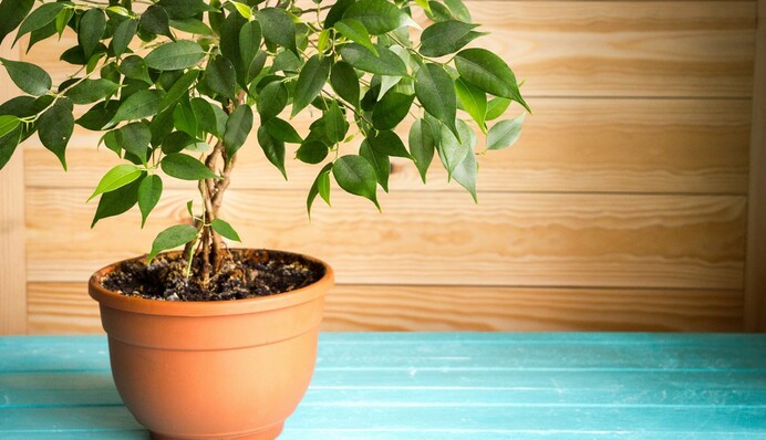 Как удобрять фикус Бенджамина и не переборщить с уходом