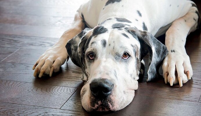 Німецький дог не помістився у кріслі і перевернув його – такого не чекав ніхто