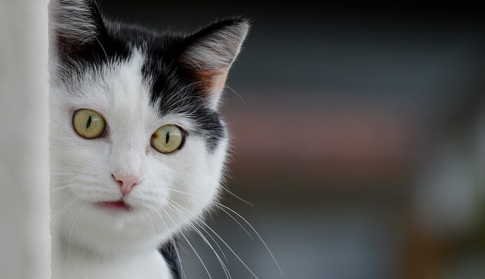 Кот застрял мордочкой в стакане во время интервью, и теперь он - звезда соцсетей