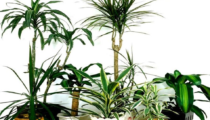 Чому засихає і темніє драцена: часті помилки у догляді дерева