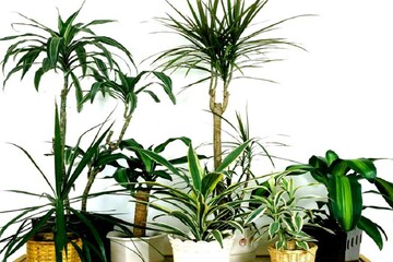 Чому засихає і темніє драцена: часті помилки у догляді дерева