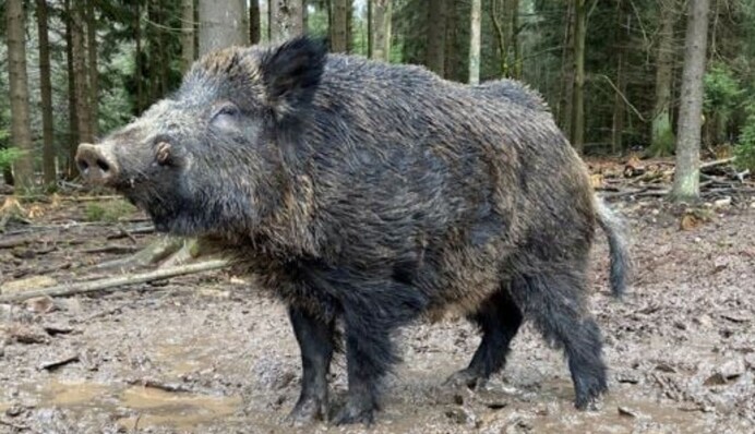 В немецком парке переименовали кабана Путина - животное этого не заслуживает