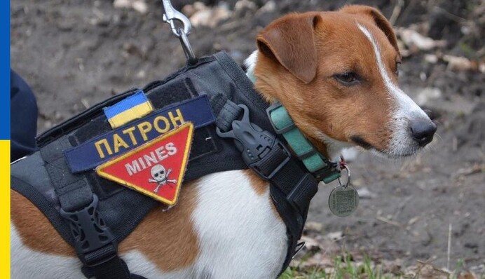 Пес Патрон із ДСНС став зіркою мережі - подивіться, як він допомагає рятувальникам та саперам