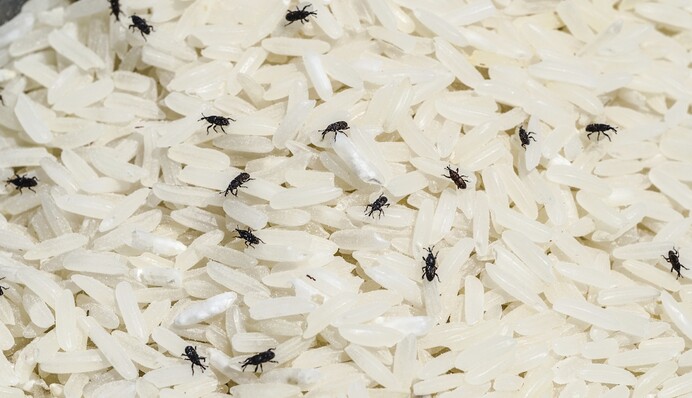 Якщо у крупах завелися жучки: як вивести і чи можна їсти такі продукти