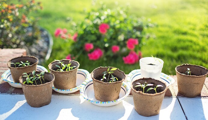 Що можна виростити на балконі та підвіконні: топ-5 ідей для домашнього городу