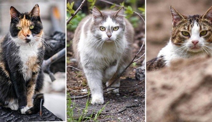 Коти війни: фотограф показав портрети покинутих та загублених тварин під Києвом