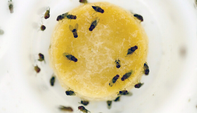 Якщо на кухні завелися мошки: прості та надійні способи вивести дрозофіл