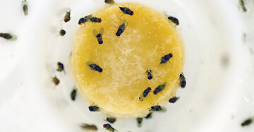 Якщо на кухні завелися мошки: прості та надійні способи вивести дрозофіл