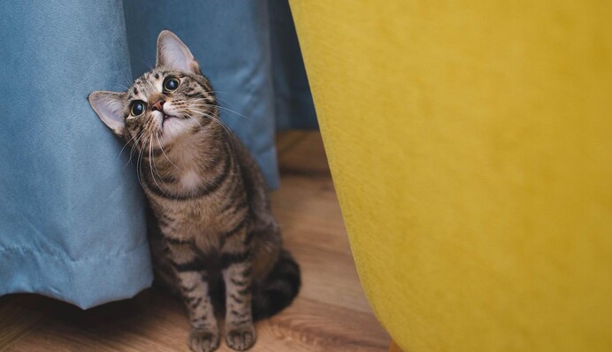 Якщо кіт мітить у будинку: топ-5 способів позбутися неприємного запаху