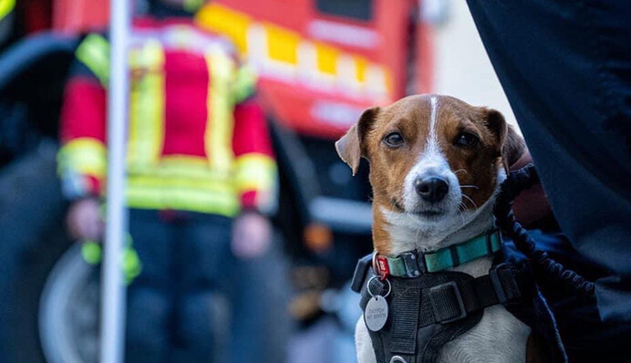Пес Патрон заснув на брифінгу ДСНС, але отримав нагороду від Зеленського за пошуки вибухівки: фото