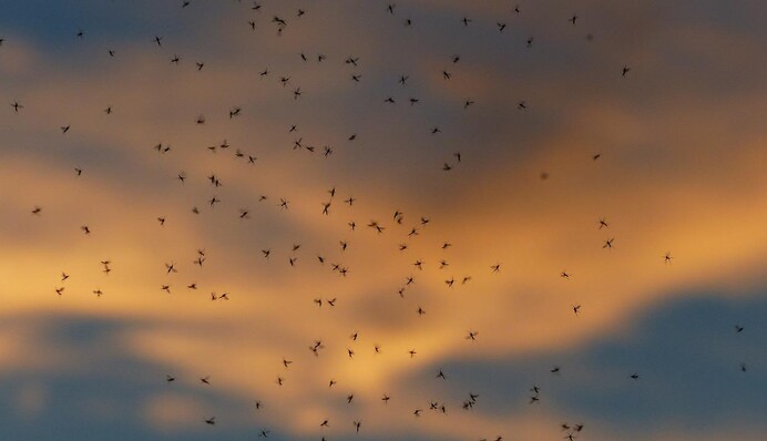 Топ-5 народних засобів, які відлякають комарів без спеціальних репелентів