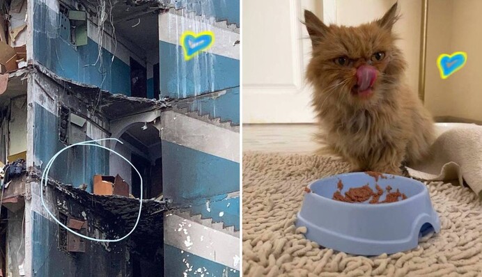 У врятованої в Бородянці кішки з'явився свій Instagram - що публікує незламна Шафа