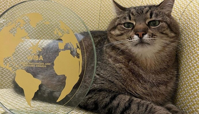 Кіт Степан із Харкова отримав престижну премію блогерів у Каннах