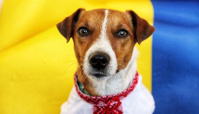 Пес Патрон у вишиванці привітав українців та передав привіт коту Степану: фото