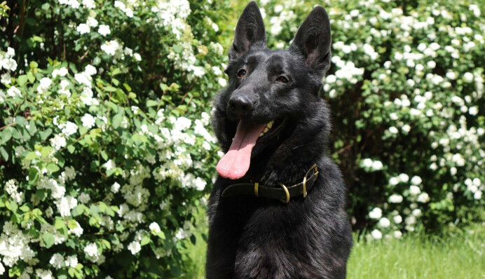 Пес-розвідник Бой підкорив серця українців: тільки погляньте на цього чотирилапого захисника